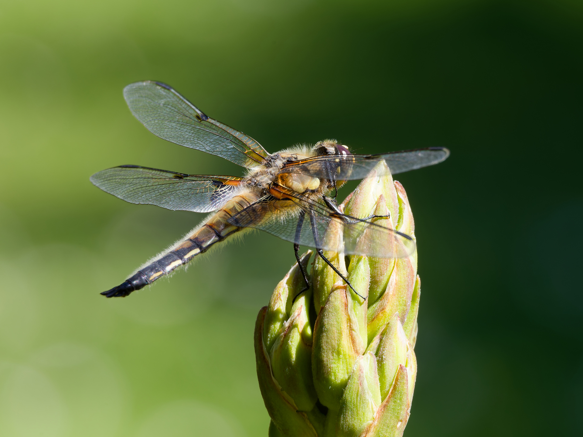 Libelle