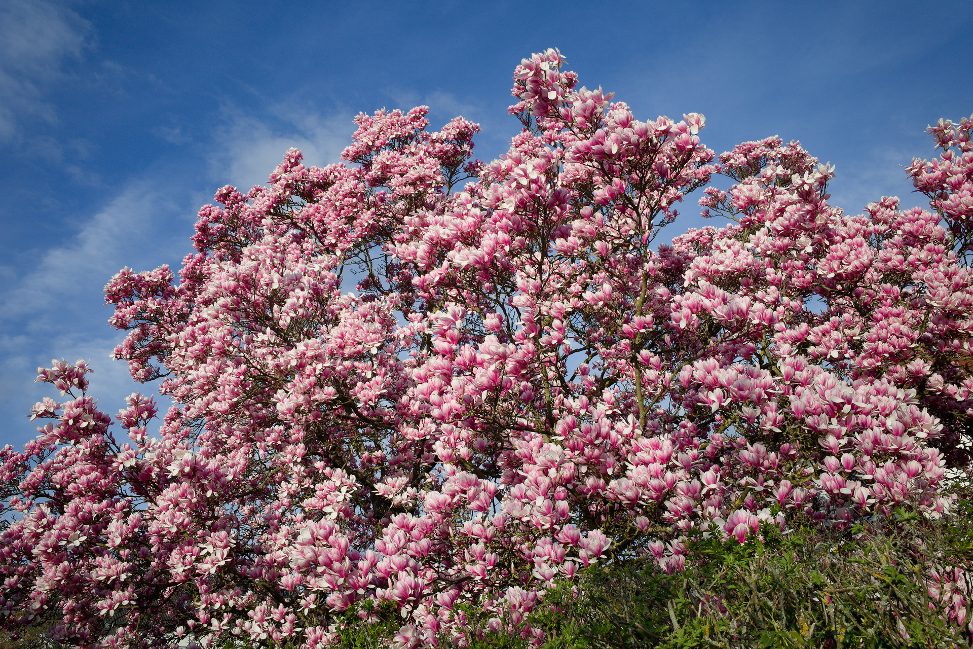 Magnolie