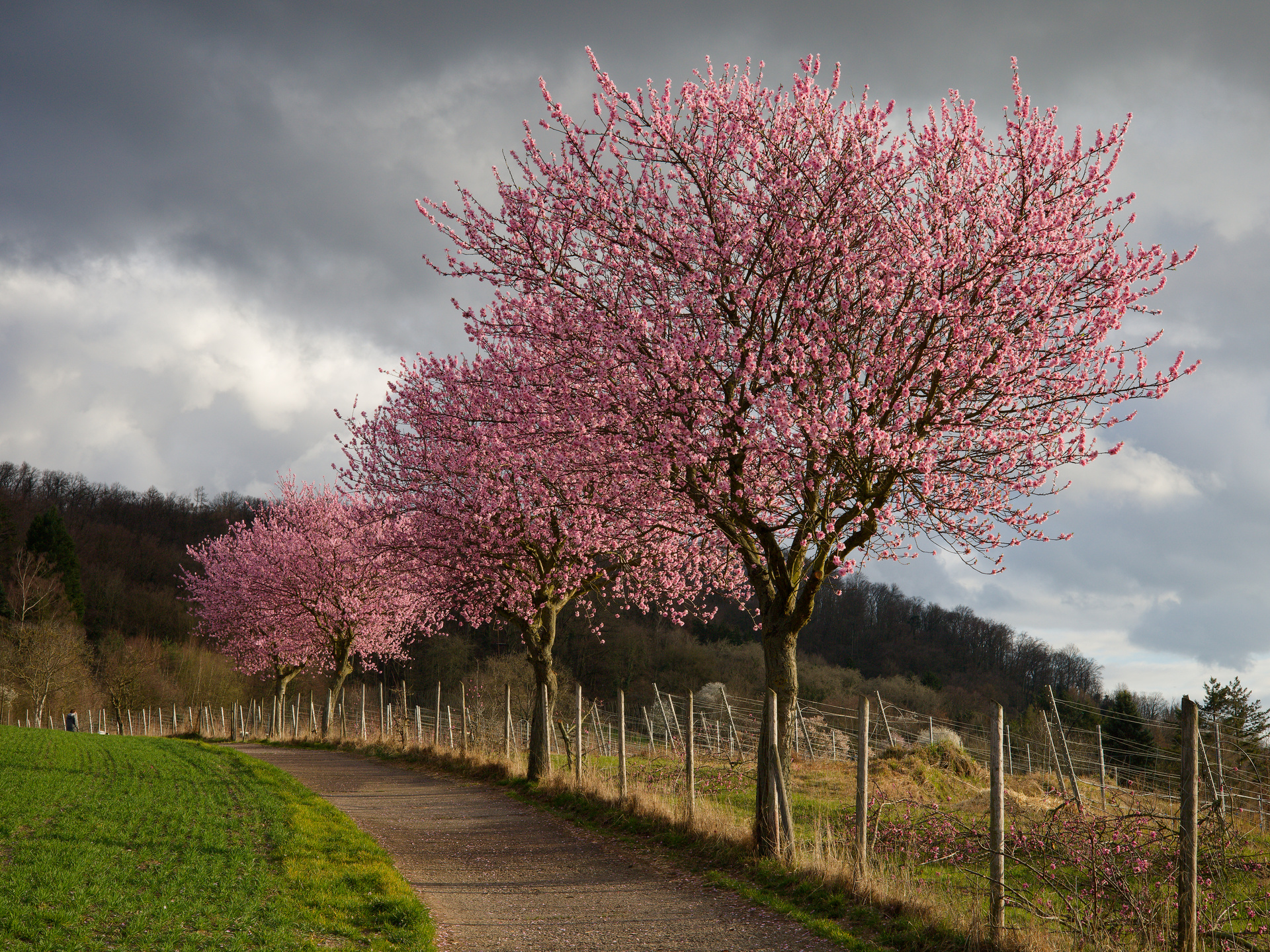 Mandelb�ume